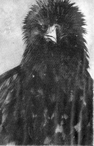 Орел